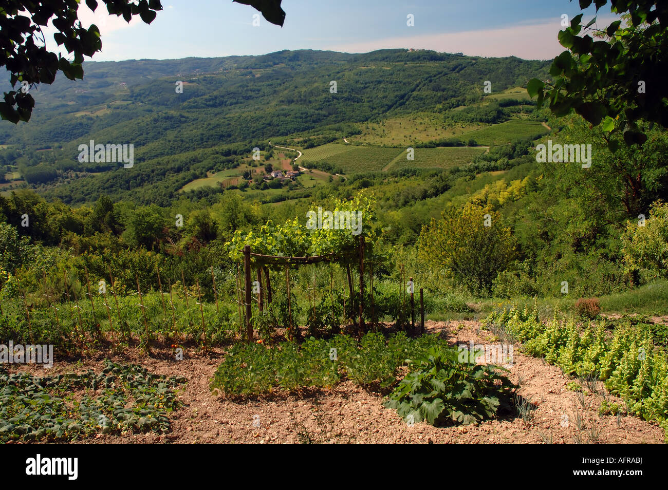 Jardin de légumes biologiques traditionnels et verte campagne fertile près de Motovun Istrie Croatie Banque D'Images
