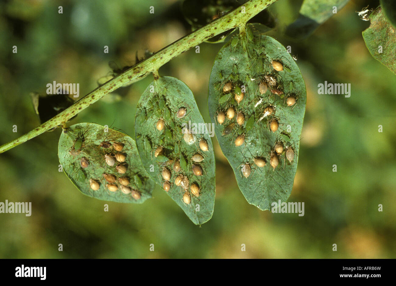 De nombreux pucerons du pois Acyrthosiphon pisi parasités par guêpe parasitoïde Aphidius sp momies Banque D'Images