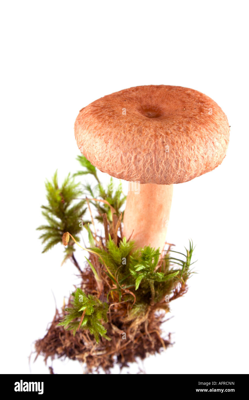 Champignons agaric rose. isolé sur blanc. Champignons comestibles, très délicieux Banque D'Images