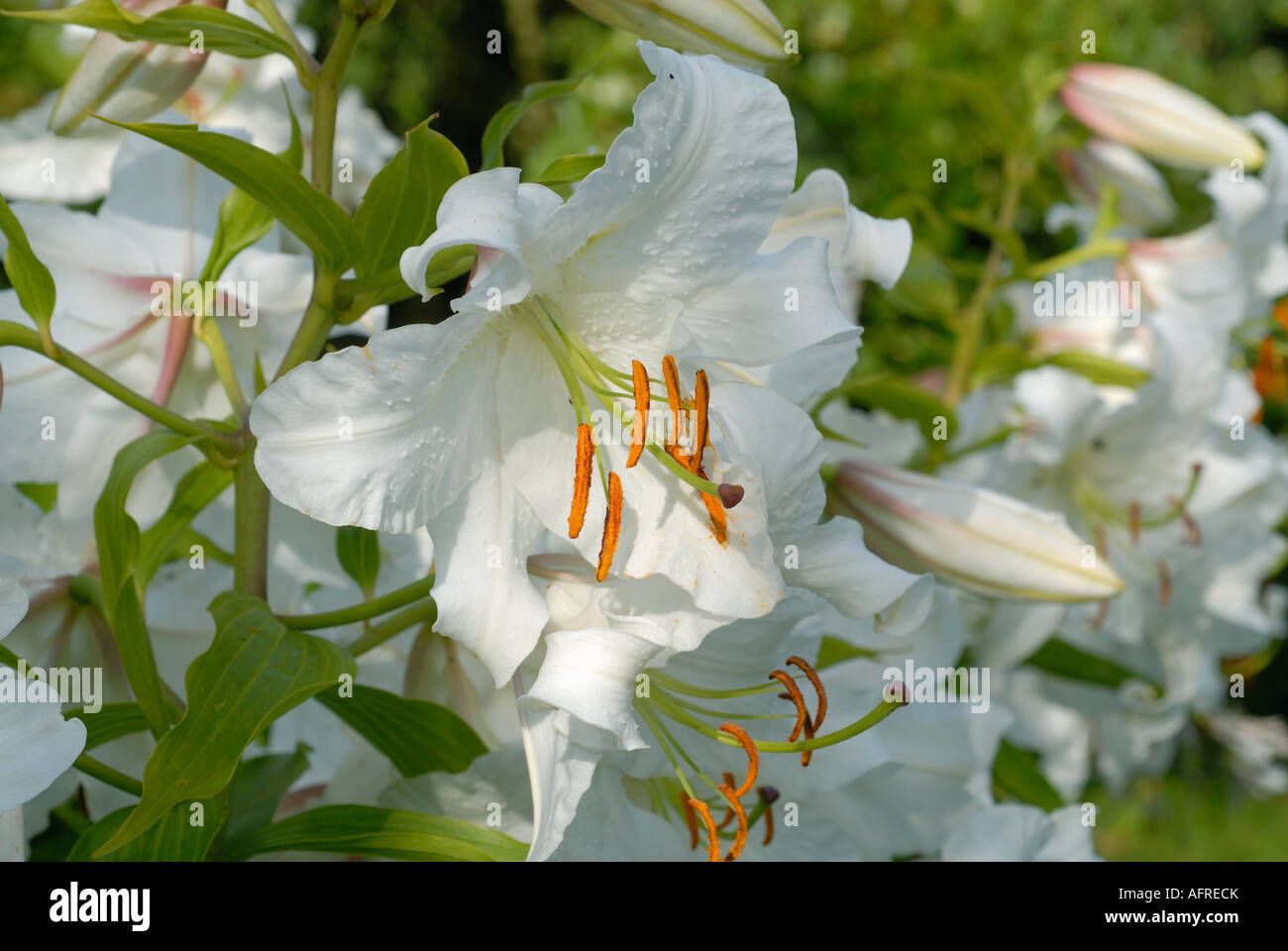 Regal lily Lilium regale dans fleur blanche avec des boutons de fleurs Banque D'Images