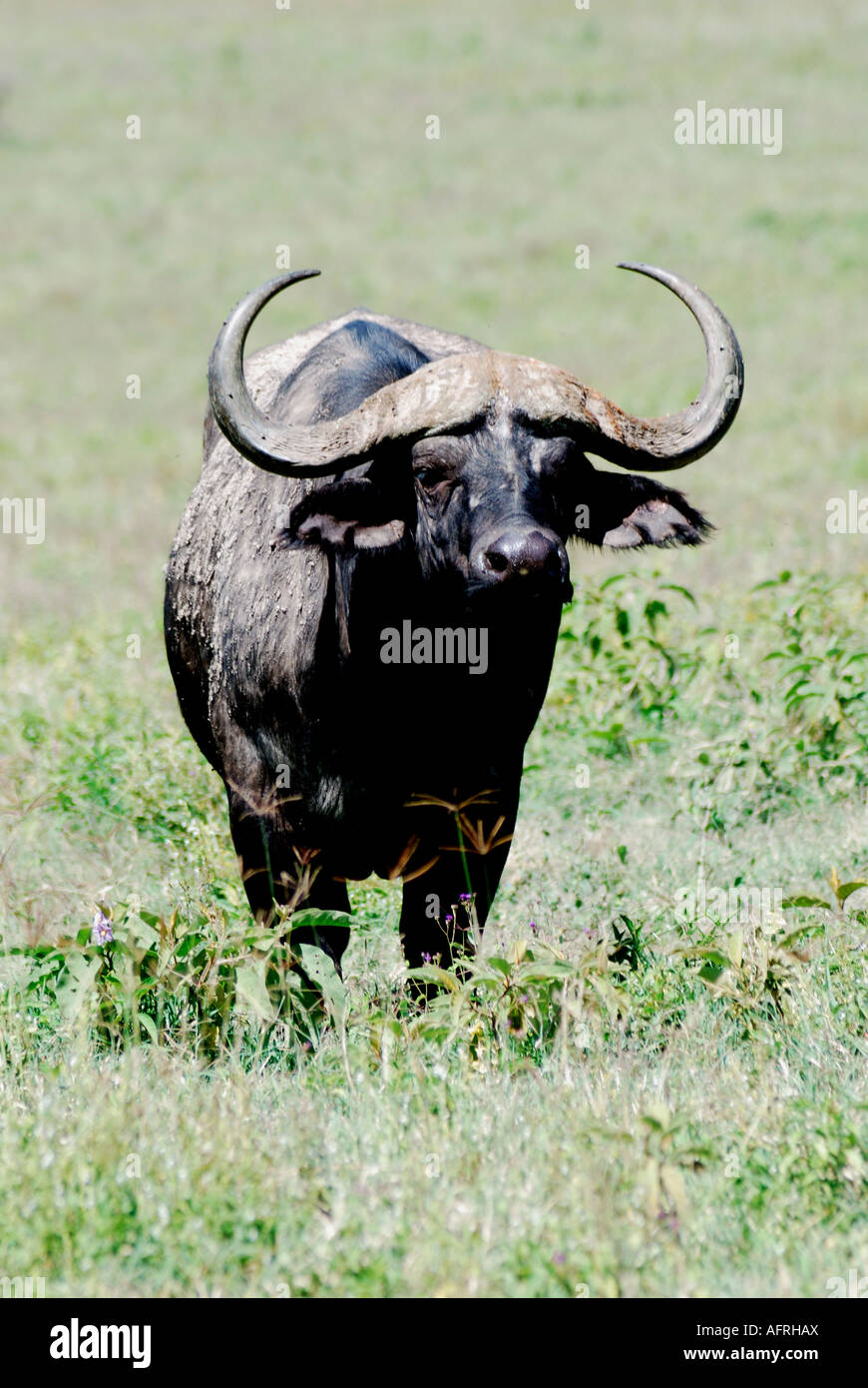 Buffle africain Parc national du lac Nakuru Kenya Afrique de l'Est Banque D'Images