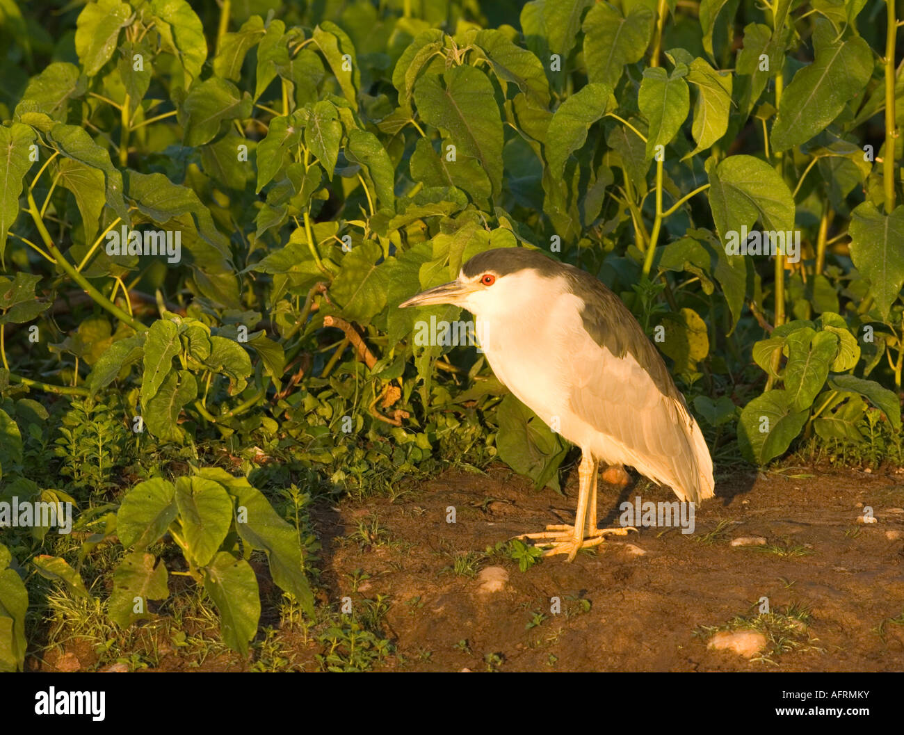Bihoreau gris Nycticorax nycticorax Pantanal Brésil Banque D'Images