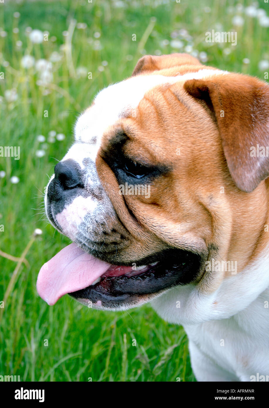Portrait de jeune Bulldog Anglais, Pays-Bas Banque D'Images
