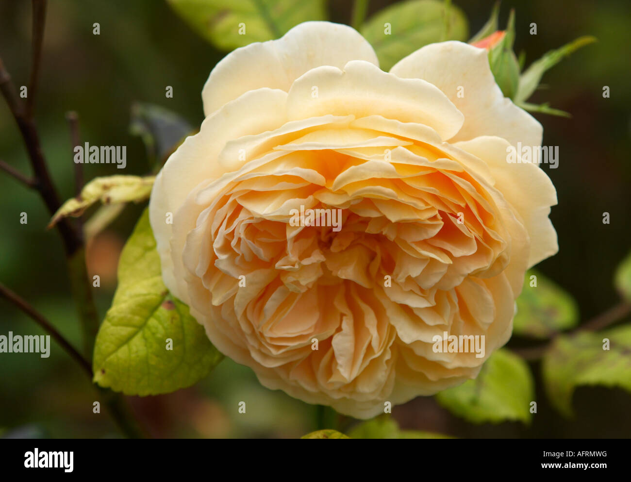 Rosa Crown Princess Margareta Ausbaker Banque D'Images