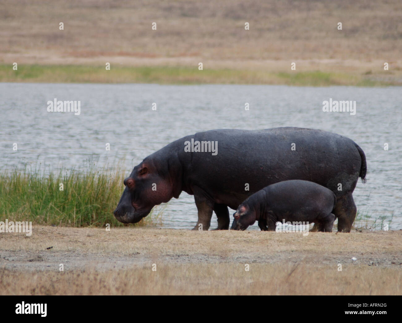 Hippopotame femelle adulte avec son bébé debout à l'air libre sur le