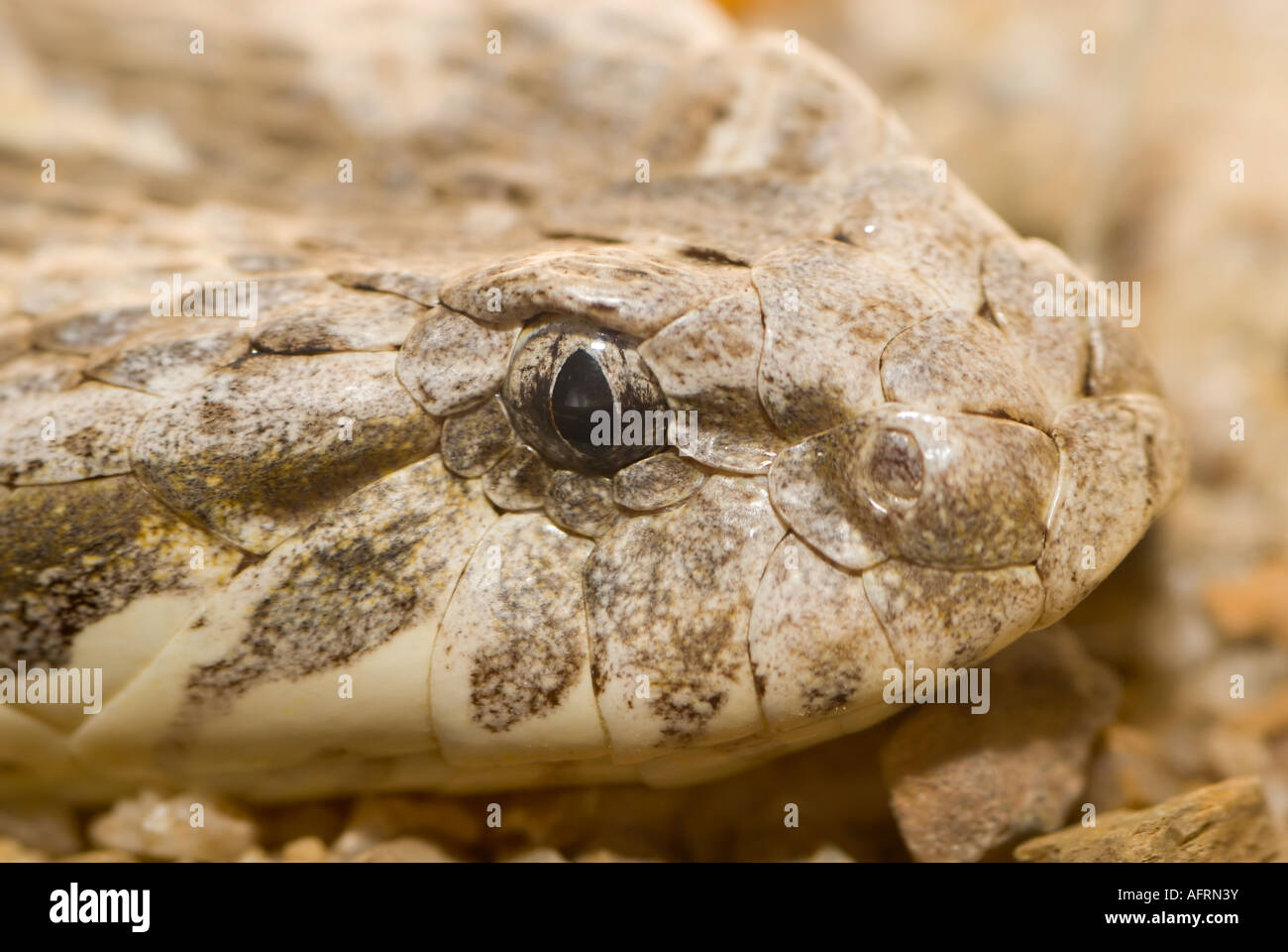 DESERT Death Adder Acanthopis pyrrhus, Australie Banque D'Images