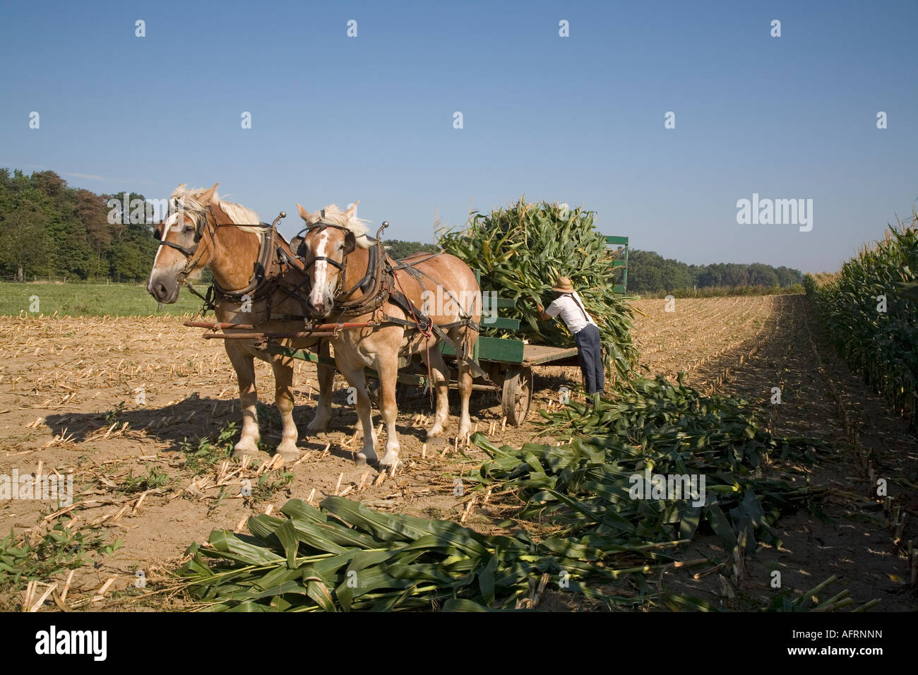 Maïs fermier moissonne Amish Banque D'Images