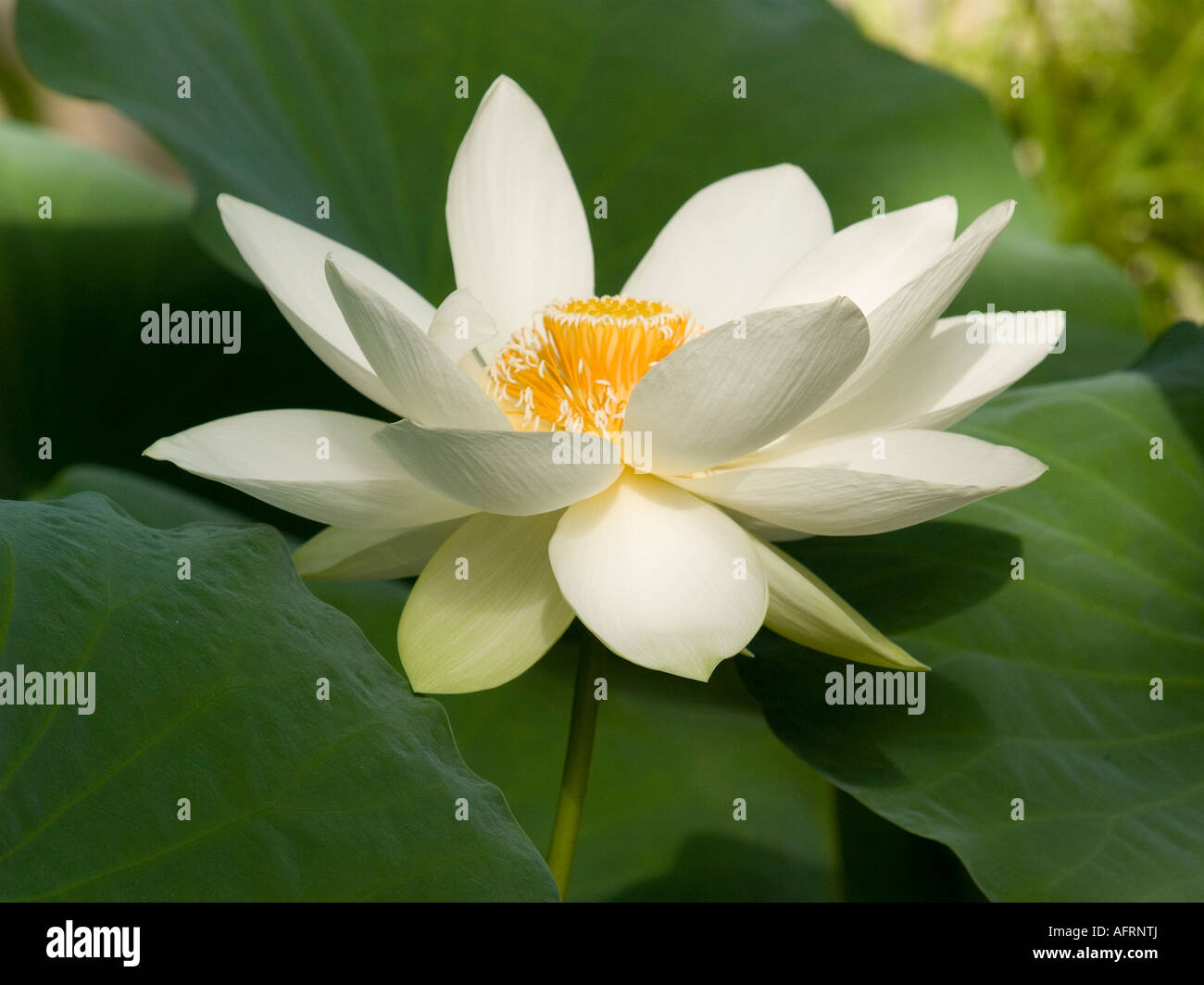 Fleur de lotus blanc sacré Nelumbo nucifera Nelumbonaceae Banque D'Images
