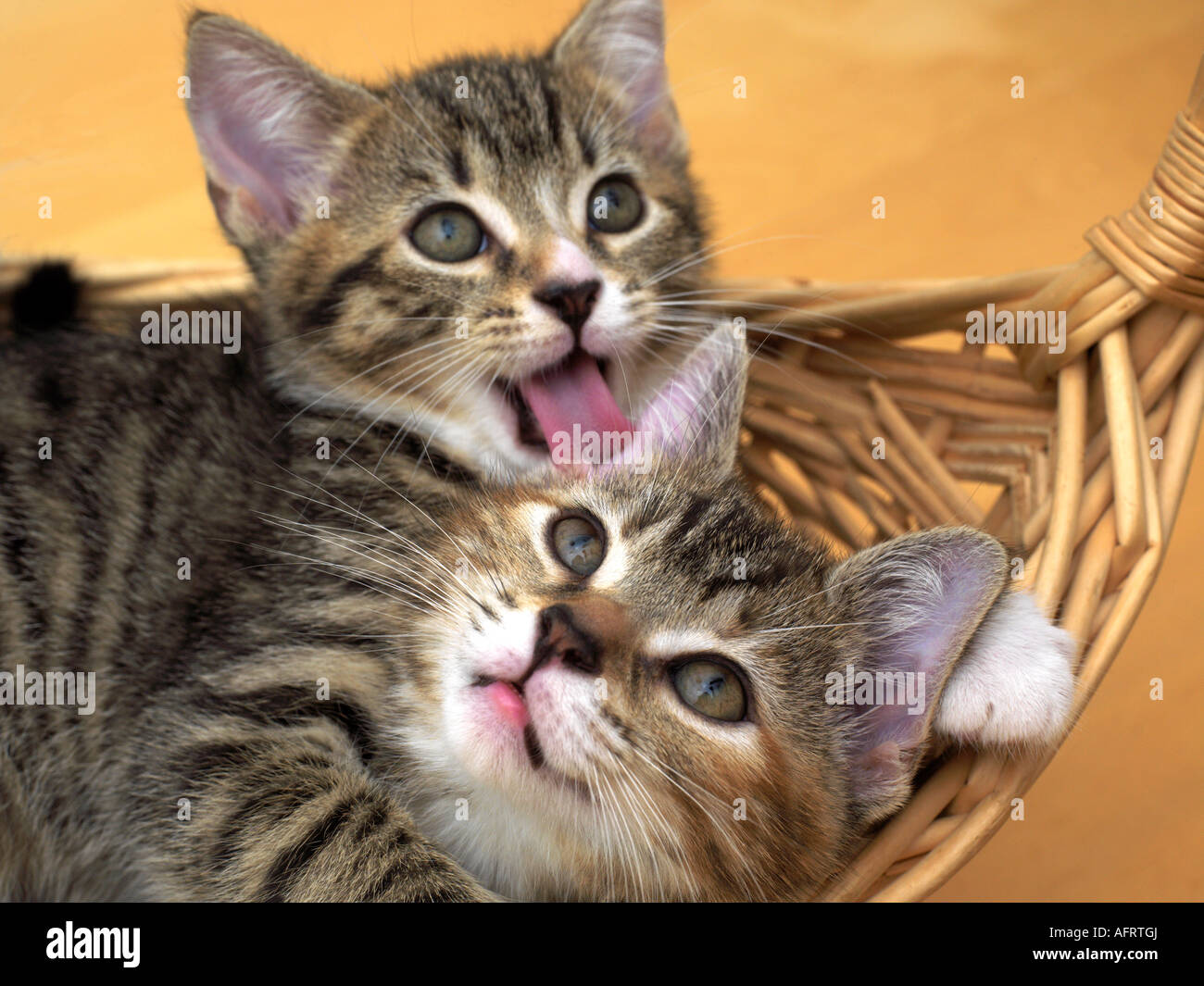 Deux semaines huit Tabby chatons dans le panier de l'autre de nettoyage Banque D'Images