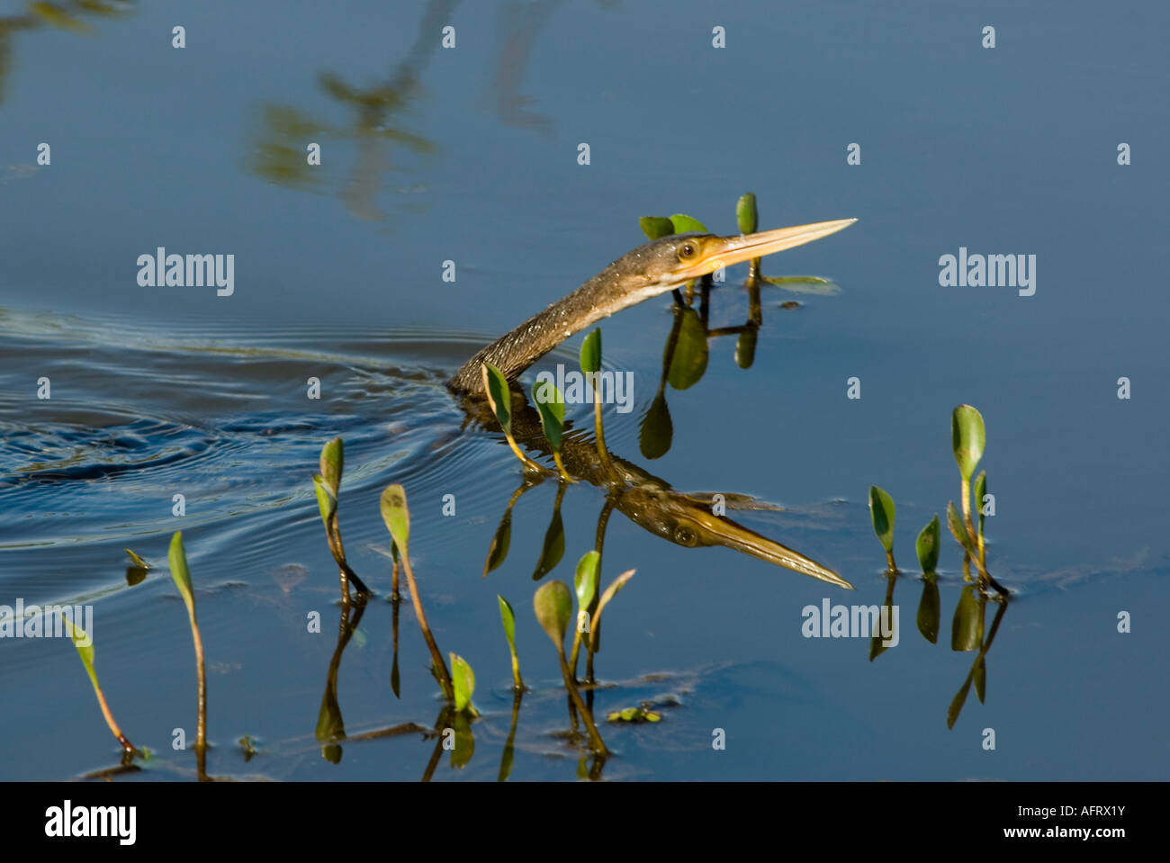 Cormoran Phalacrocorax brasilianus Pantanal Brésil Banque D'Images