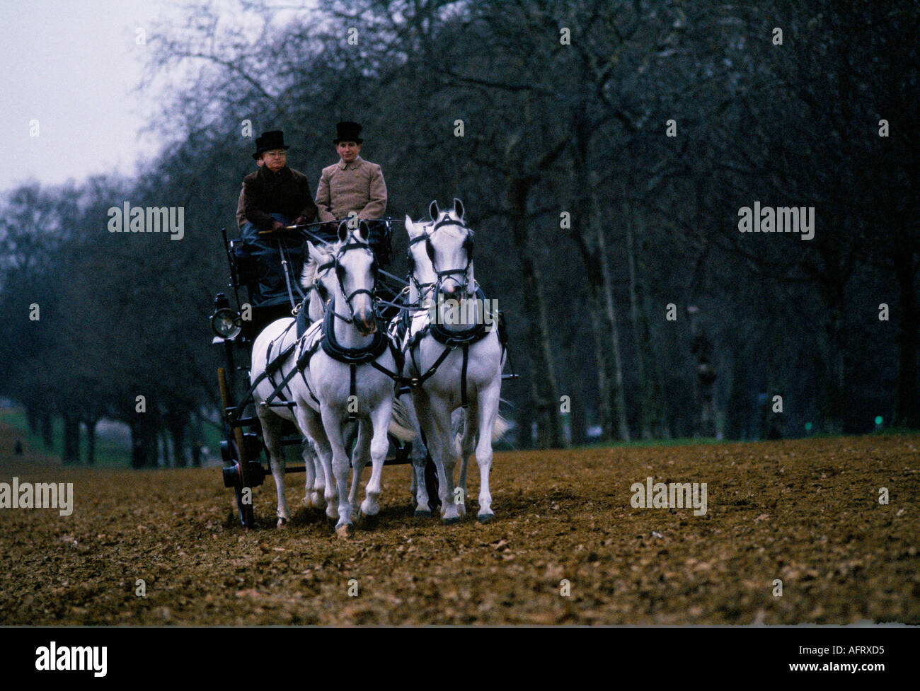Formation de chevaux pour la calèche royale conduisant très tôt le matin Rotten Row, Hyde Park. Londres 1991 années 1990 Londres UK HOMER SYKES Banque D'Images