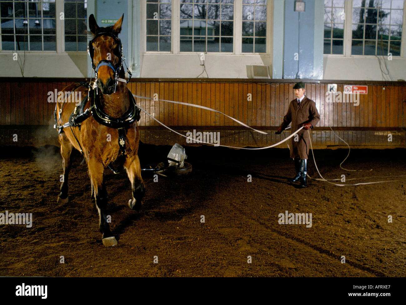 Royal Mews, Buckingham Palace, chevaux d'entraînement. Le cheval sera utilisé pour la conduite en calèche. 1991 années 1990 Londres UK HOMER SYKES Banque D'Images