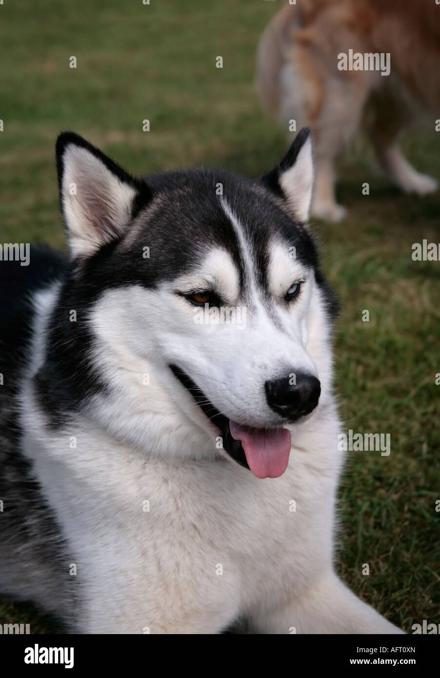 Husky sibérien lors d'une journée à l'exposition canine du village, West sussex Banque D'Images