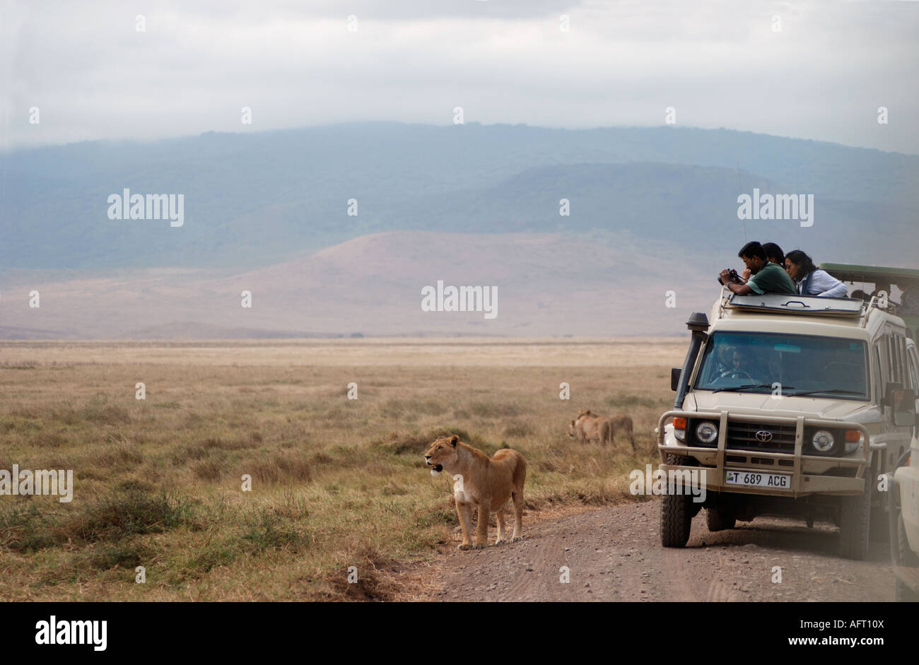 Toyota Landcruiser très proche de lionne Ngorongoro Crater Tanzanie Afrique de l'Est Banque D'Images