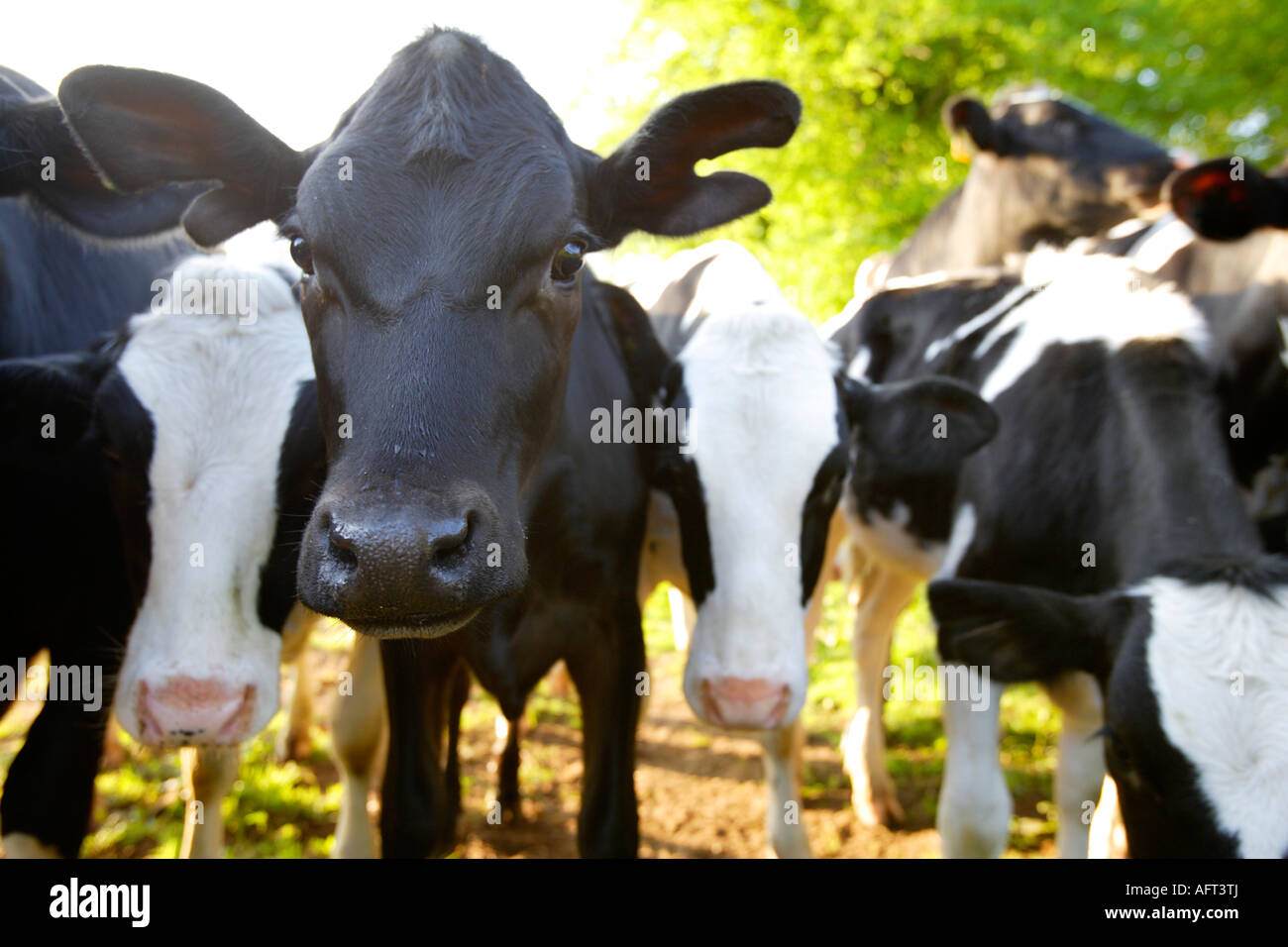 Close Up, vaches frisonnes, soleil tôt le matin, au début de l'été, Norfolk, UK Banque D'Images