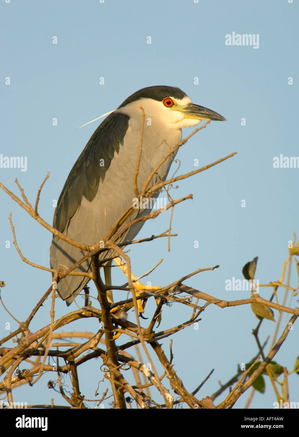 Bihoreau gris Nycticorax nycticorax Pantanal Brésil Banque D'Images
