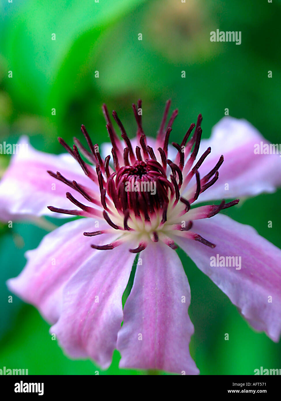 Clématite Nelly Moser fleur de vigne en fleurs Banque D'Images