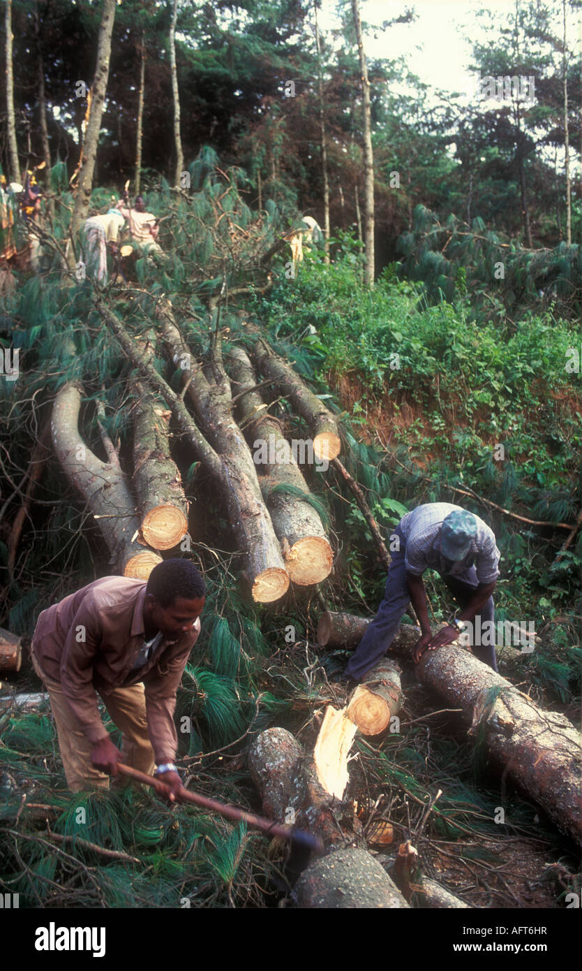 La déforestation dans l'est de la Tanzanie Banque D'Images