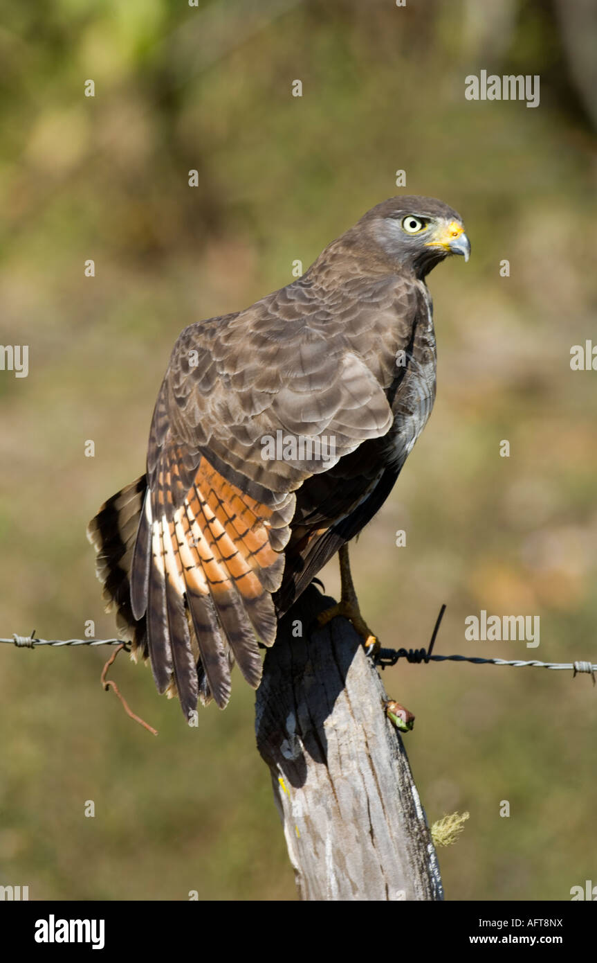 Roadside Hawk Buteo magnirostris Pantanal Brésil Banque D'Images