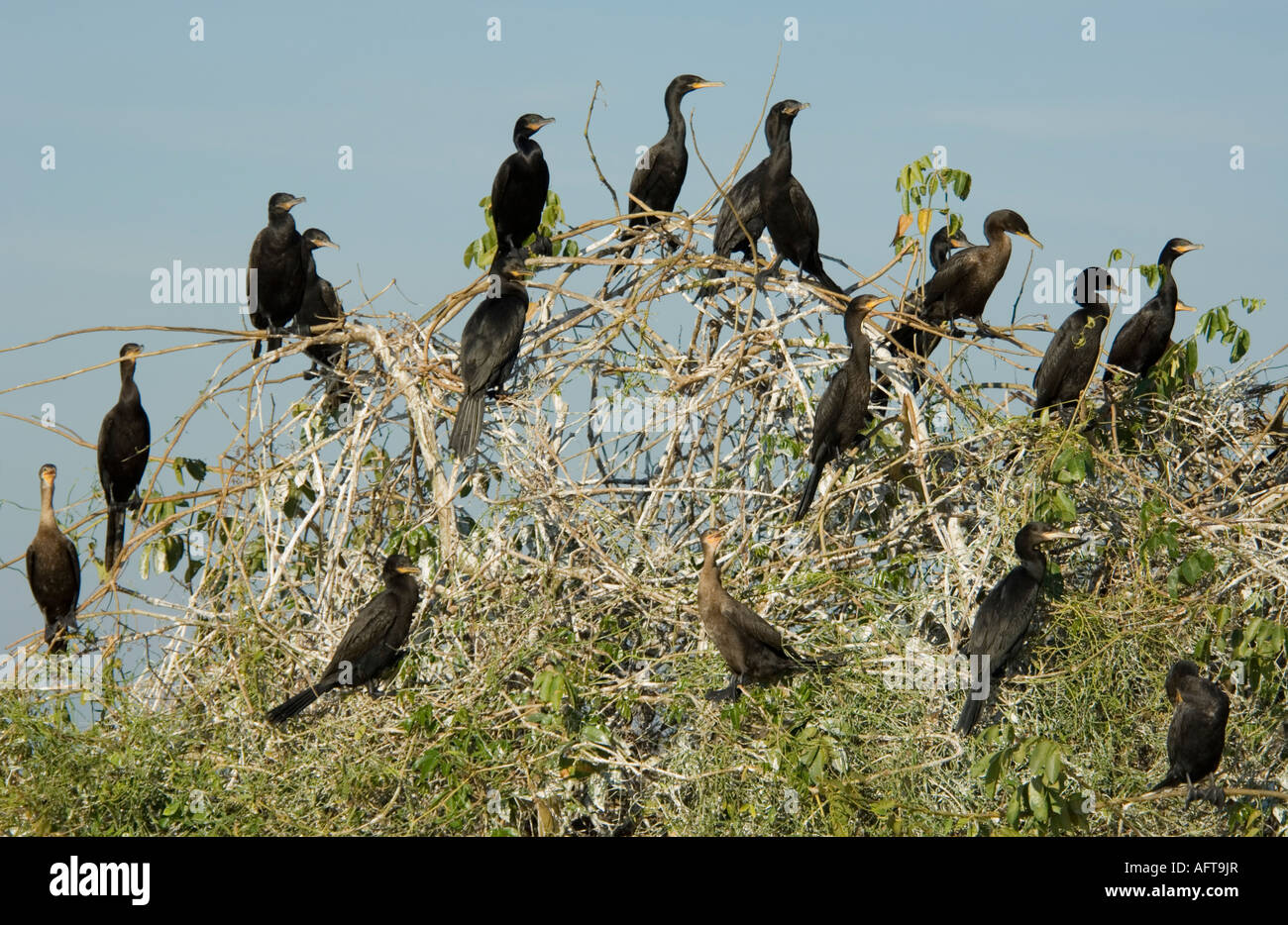 Cormoran Phalacrocorax brasilianus Pantanal Brésil Banque D'Images