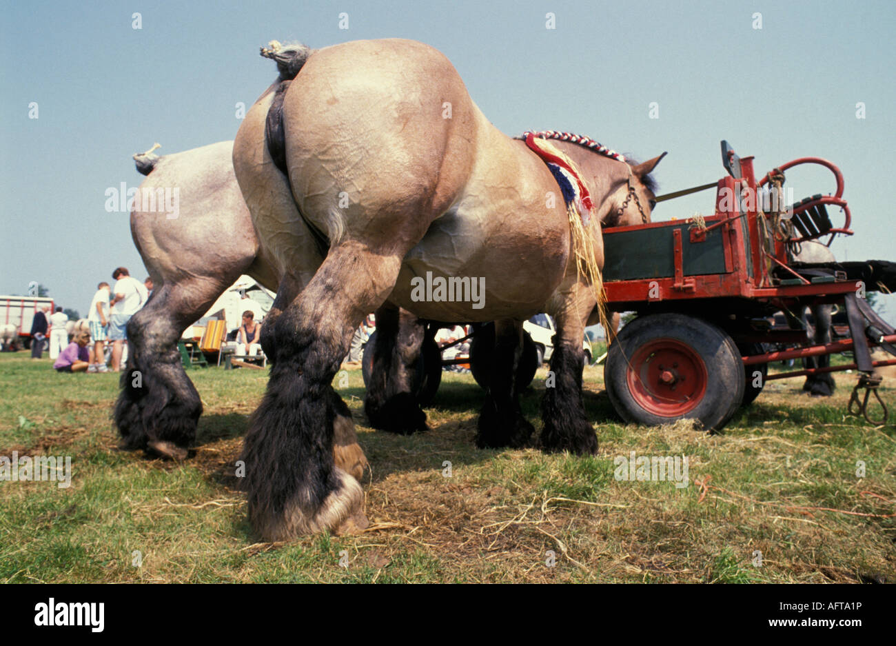 Seroorskerke Pays-Bas Belgique chevaux de l'article Banque D'Images