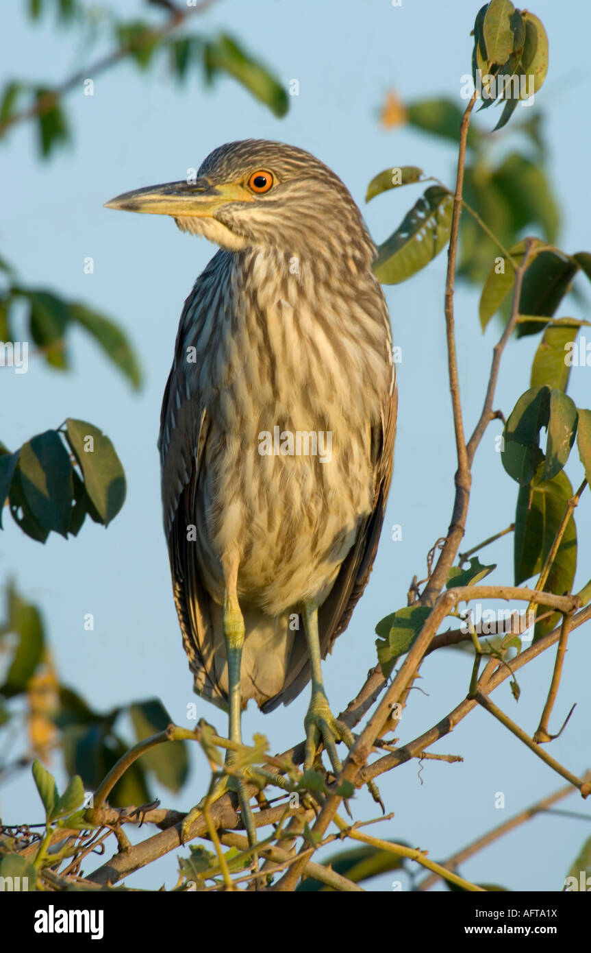 Maturité Bihoreau gris Nycticorax nycticorax Pantanal Brésil Banque D'Images