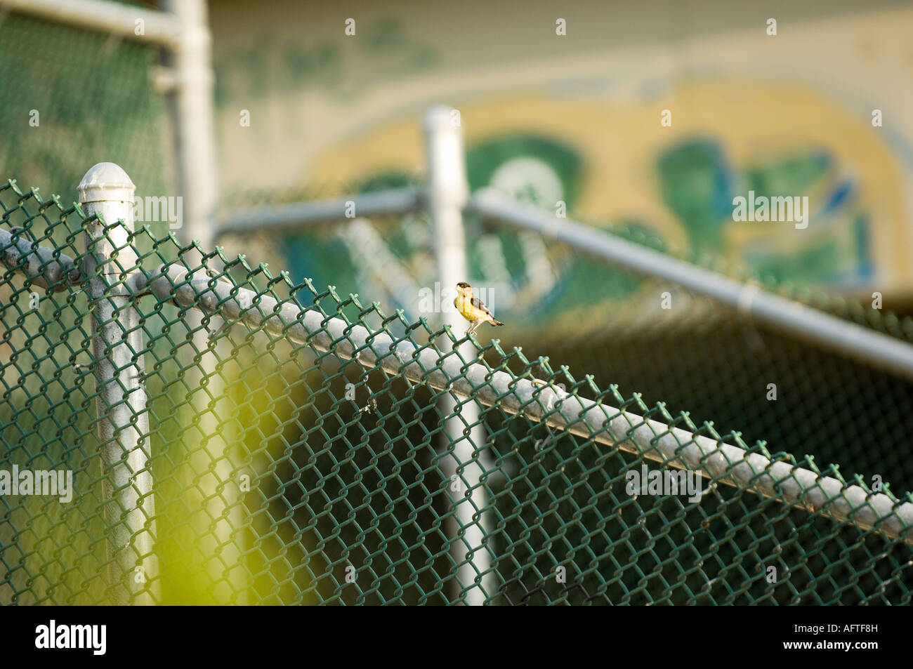 Oiseau sur une clôture en face de graffitis colorés Banque D'Images