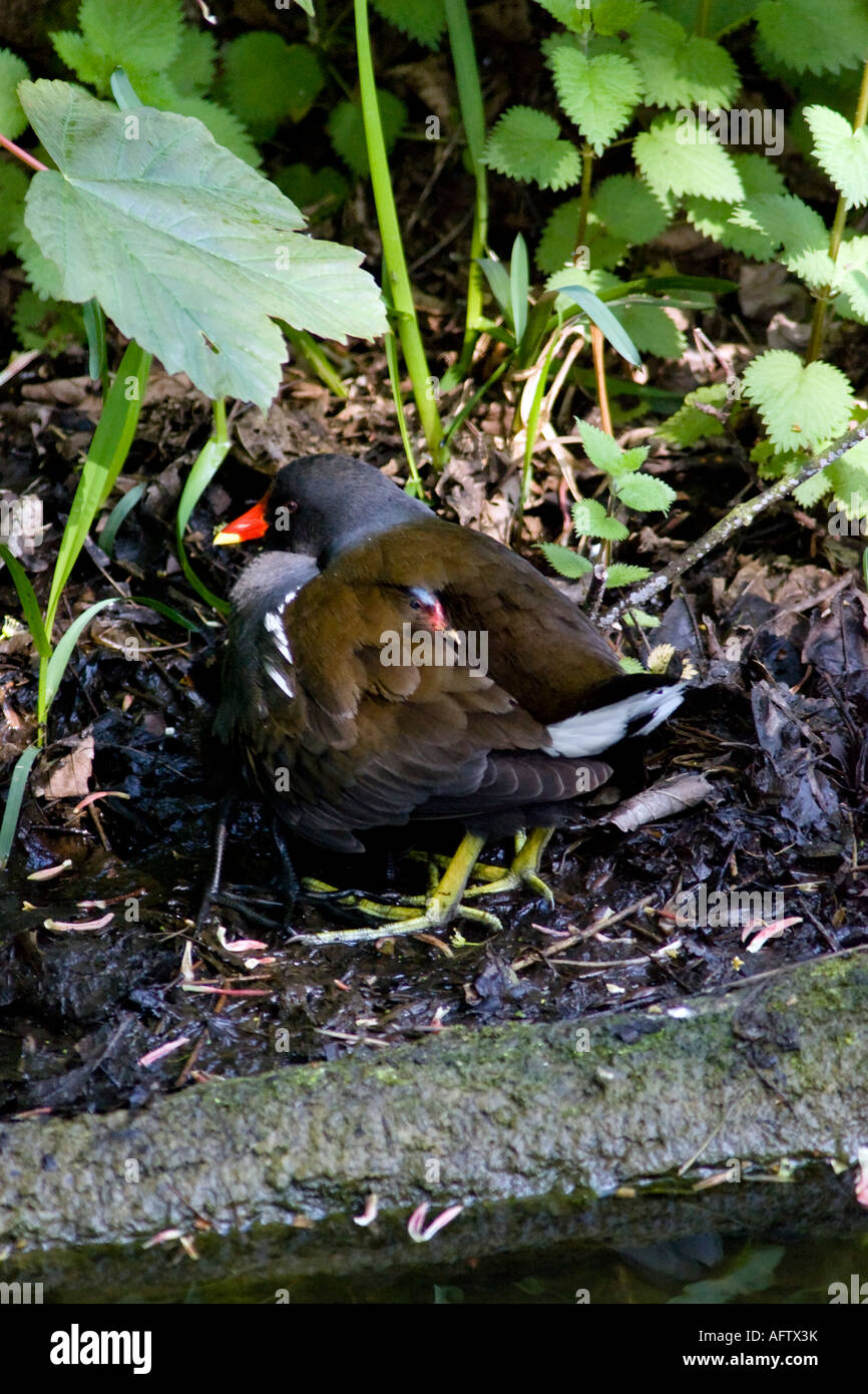 Gallinule poule-d'eau Gallinula chloropus chick niché en plumage de parent Rivière Stour Sudbury Suffolk Angleterre Banque D'Images