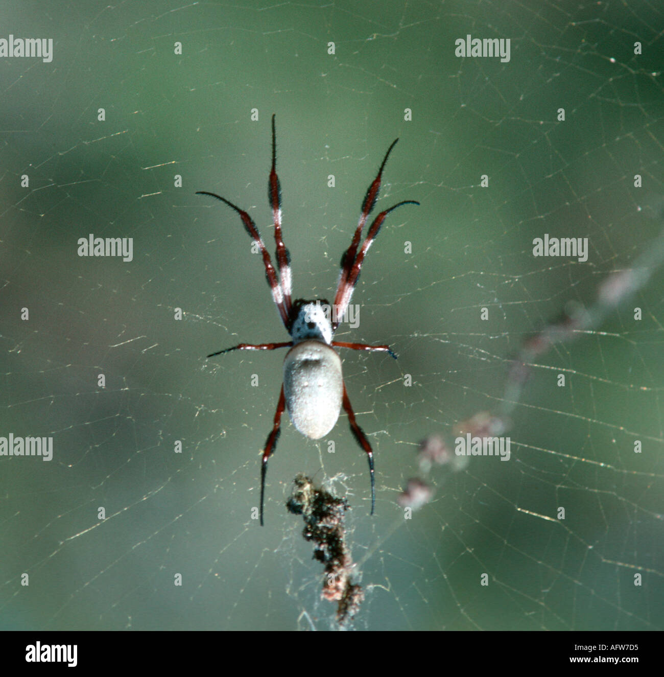 Orb Spider (Nephila edulis), la vallée du vent, les Olgas, Territoire du Nord, Australie Banque D'Images