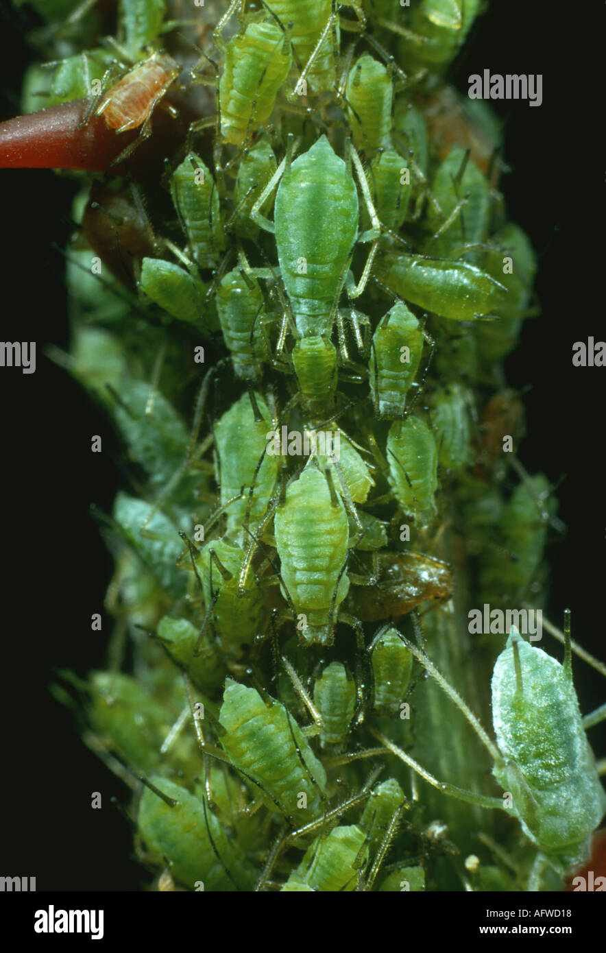 Mourning Forest ou les pucerons sur rose Banque D'Images
