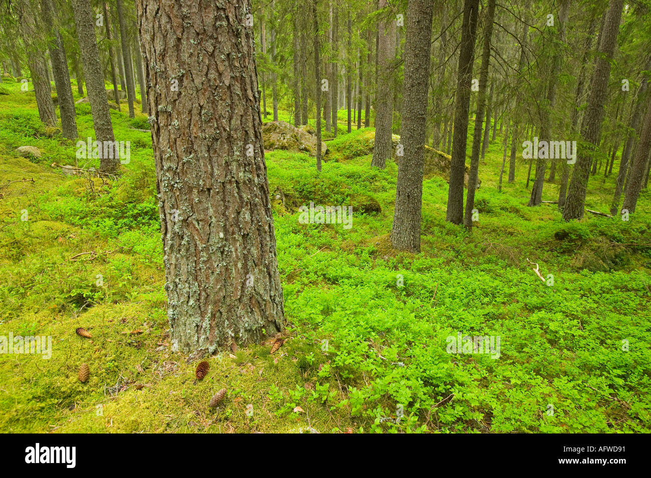 Finnish Forest près de Torsby dans le comté de Värmland Suède Banque D'Images