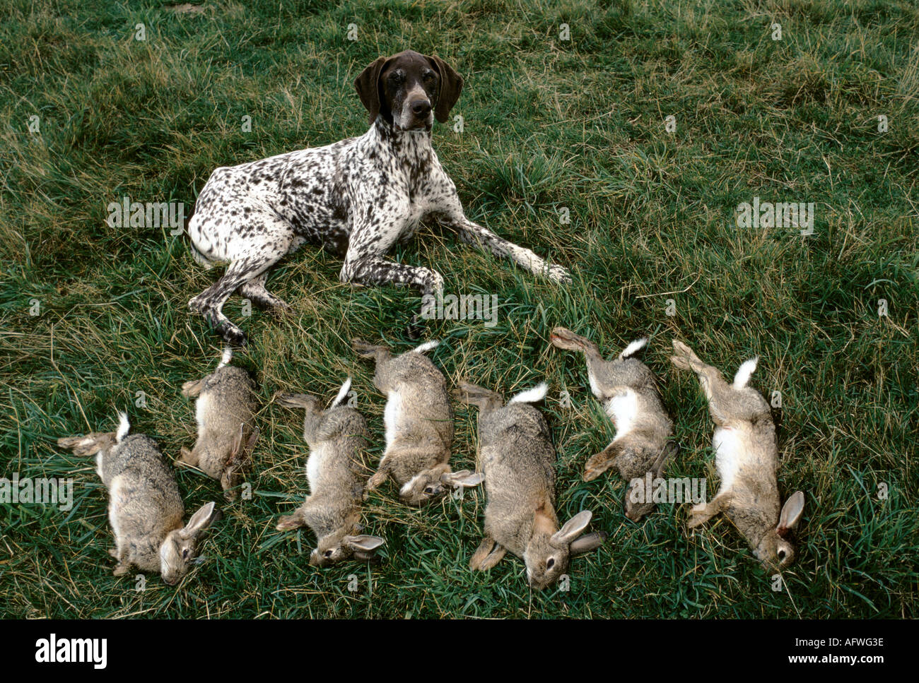 Chien de travail un retriever de la British School of Falconnry à Gleneagles Écosse 1990s lapins attrapés par Harris Hawks Royaume-Uni 1997 HOMER SYKES Banque D'Images