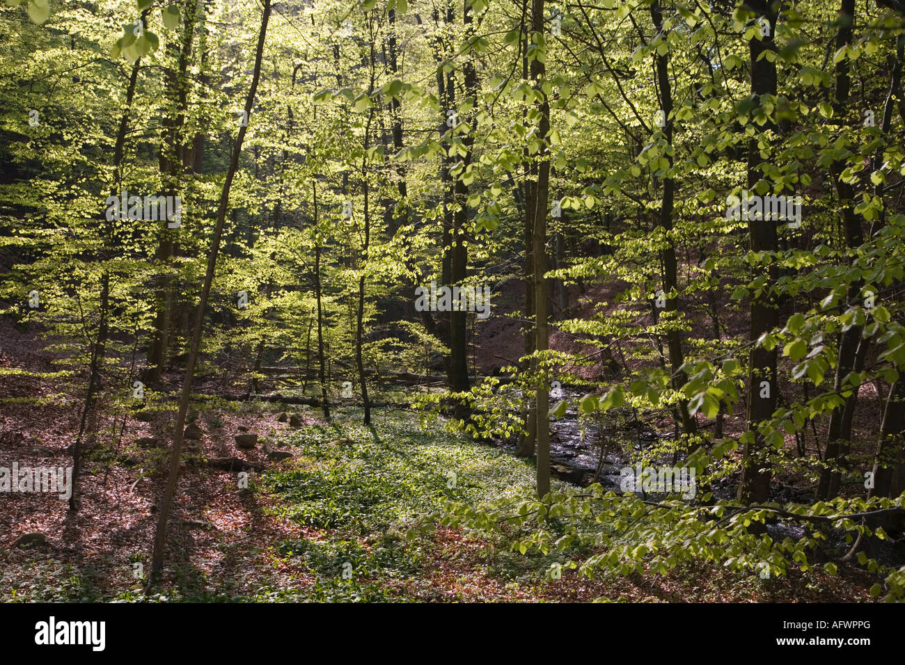 Scania Suède forêt de hêtres au printemps Mai 2006 Banque D'Images
