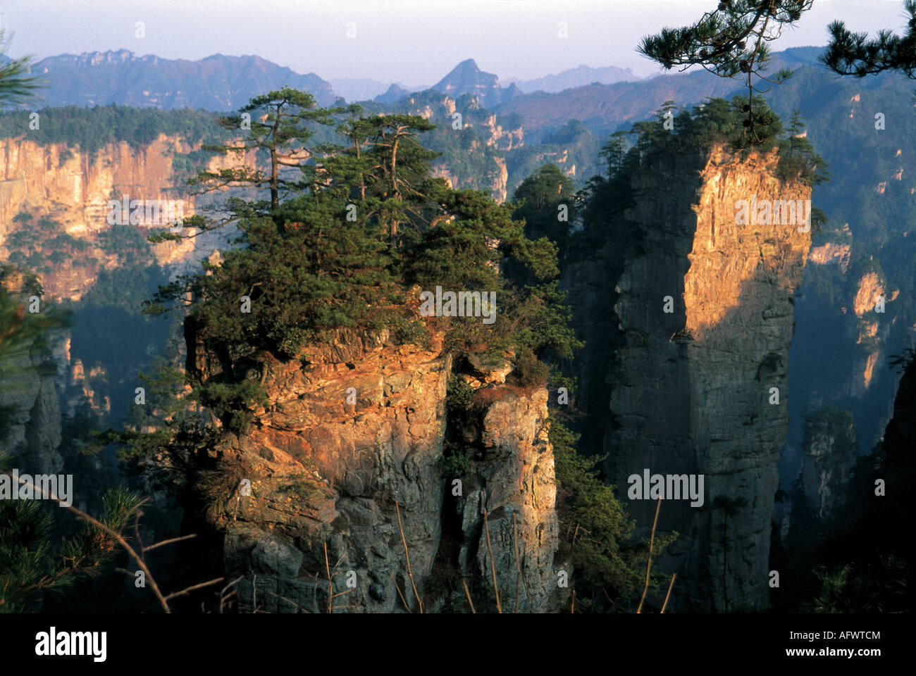 Piliers rocheux passer de l'étage d'une forêt subtropicale dans le Wulingyuan Scenic Area. Banque D'Images