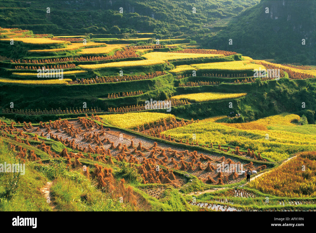 Chine Guangxi Longsheng les champs en terrasses. Banque D'Images