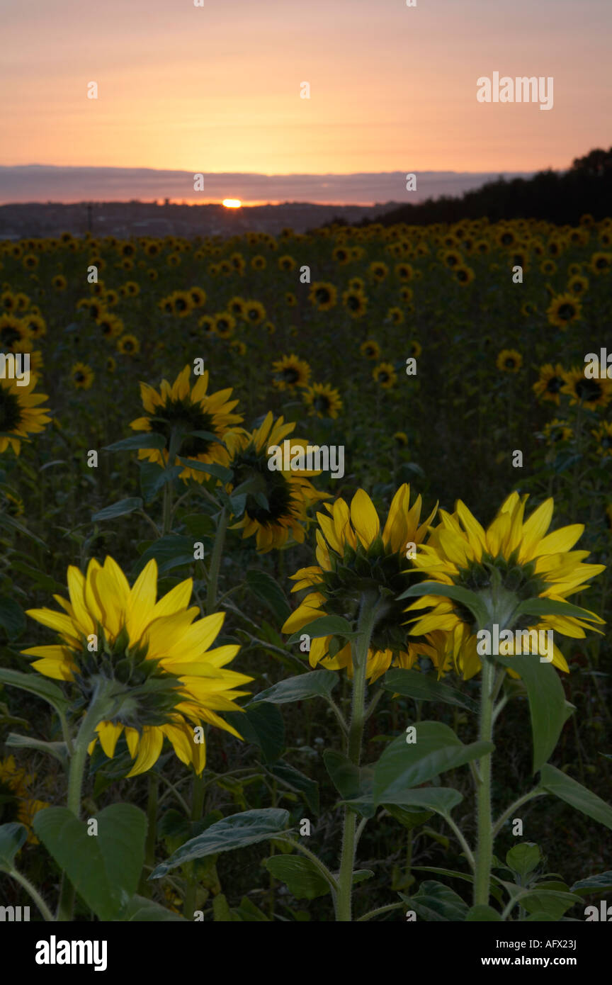 Le TOURNESOL Helianthus annuus tourné vers le soleil se lever dans le ciel de l'est dans un champ de fleurs bien juste briser Banque D'Images
