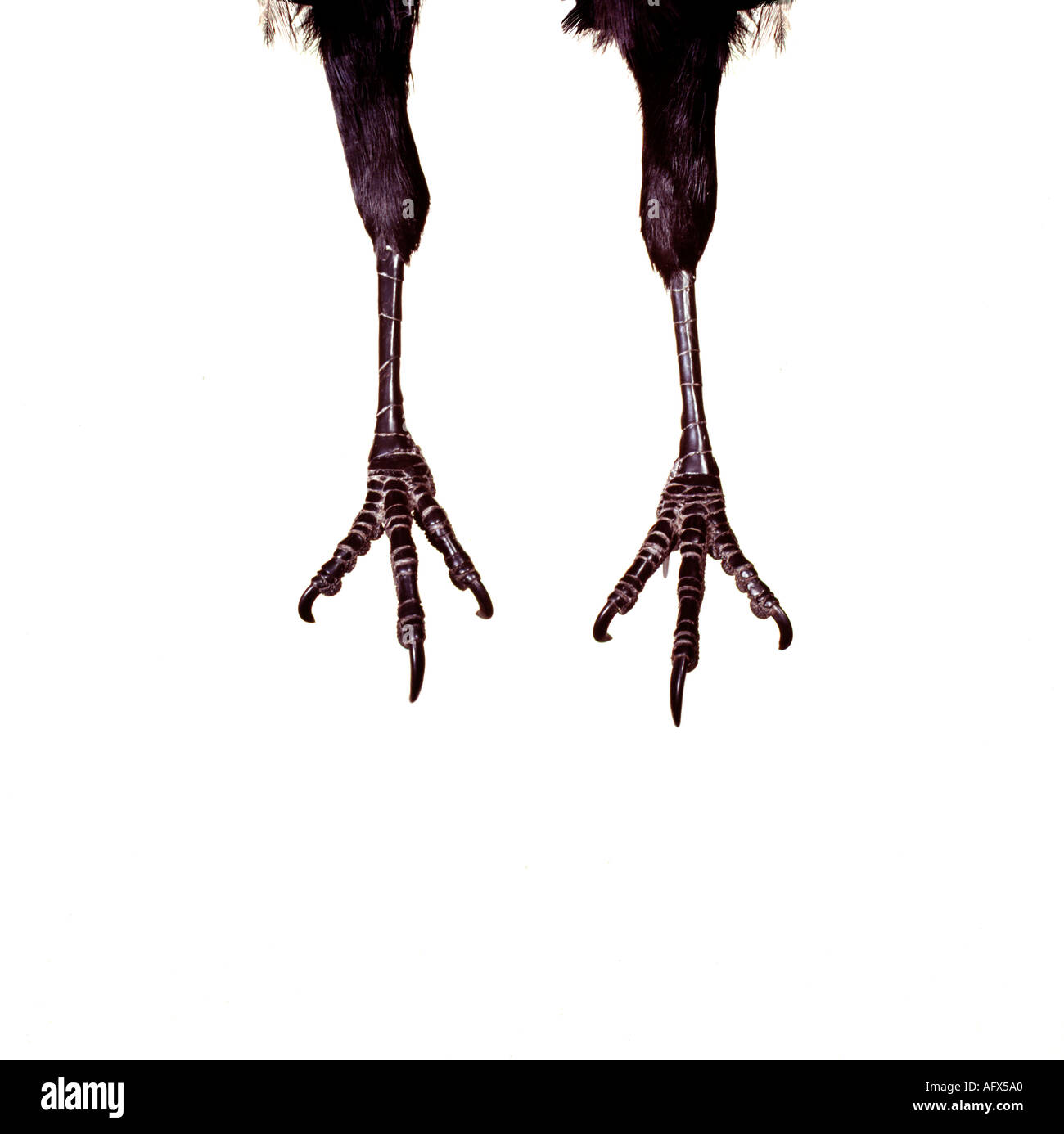 Dangling pattes d'oiseau, pieds, pieds des animaux Banque D'Images