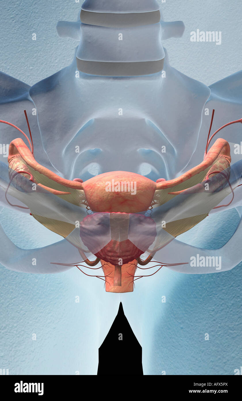 Le système reproducteur femelle Photo Stock - Alamy