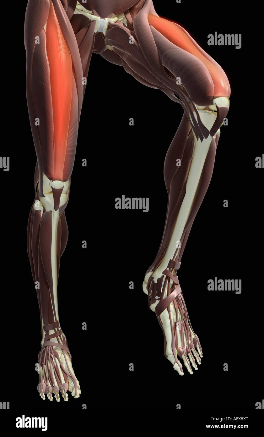 Os De La Jambe En 6 Lettres Thigh flexion Banque de photographies et d'images à haute résolution - Alamy