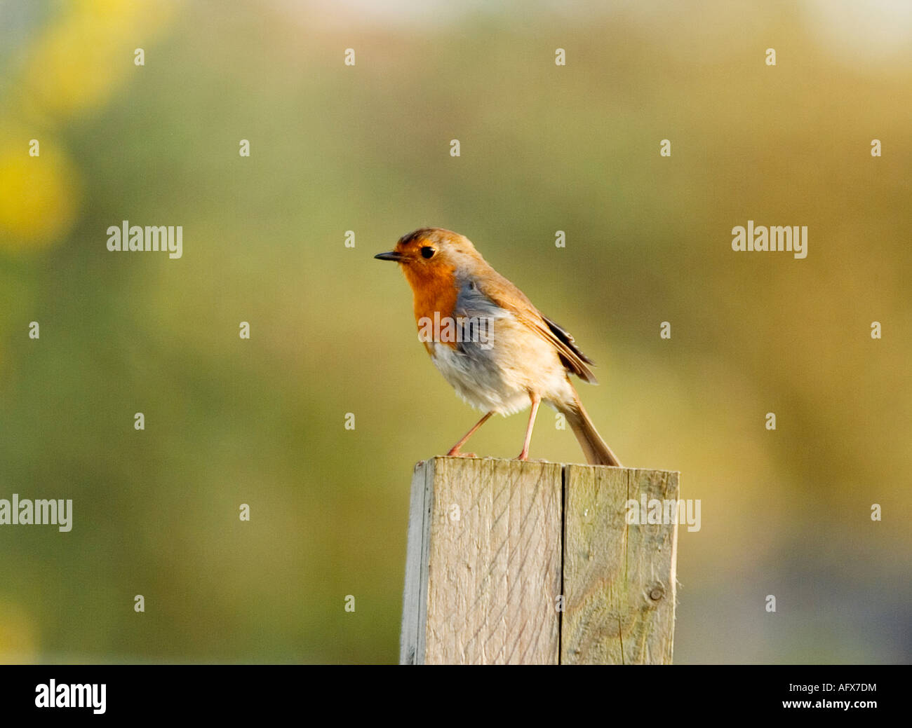 Redbreast-Erithacus,Robin juvénile rubecula aux abords de Surrey, Angleterre Banque D'Images Redbreast-Erithacus,Robin juvénile rubecula aux abords de Surrey, Angleterre Banque D'Images