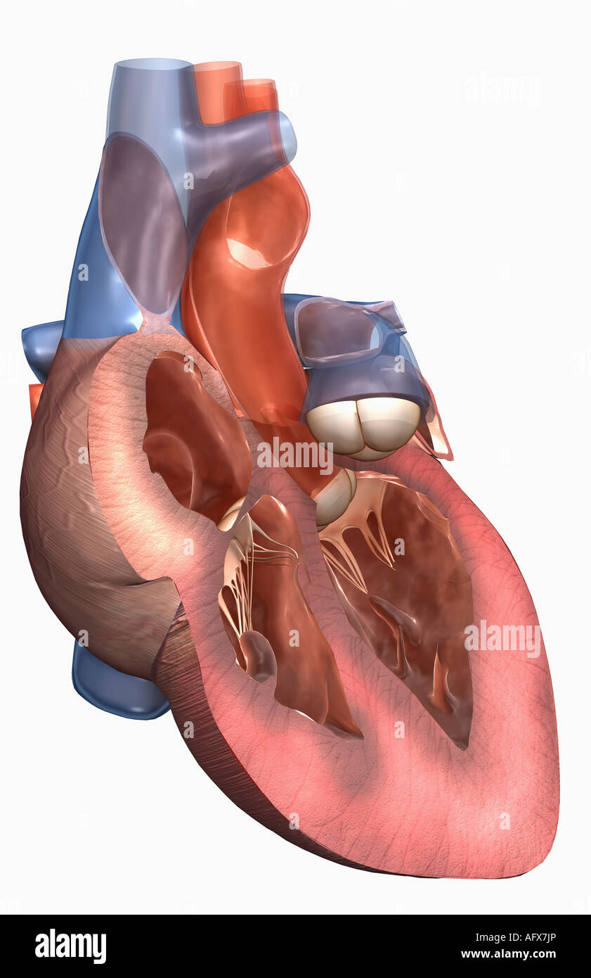 Anatomie en coupe du cœur Banque D'Images