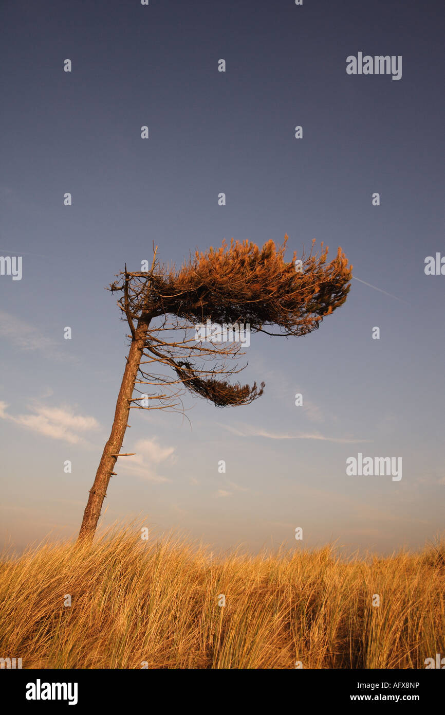 Lone Tree sur balayées par le cabinet Freshfields, Merseyside England Banque D'Images