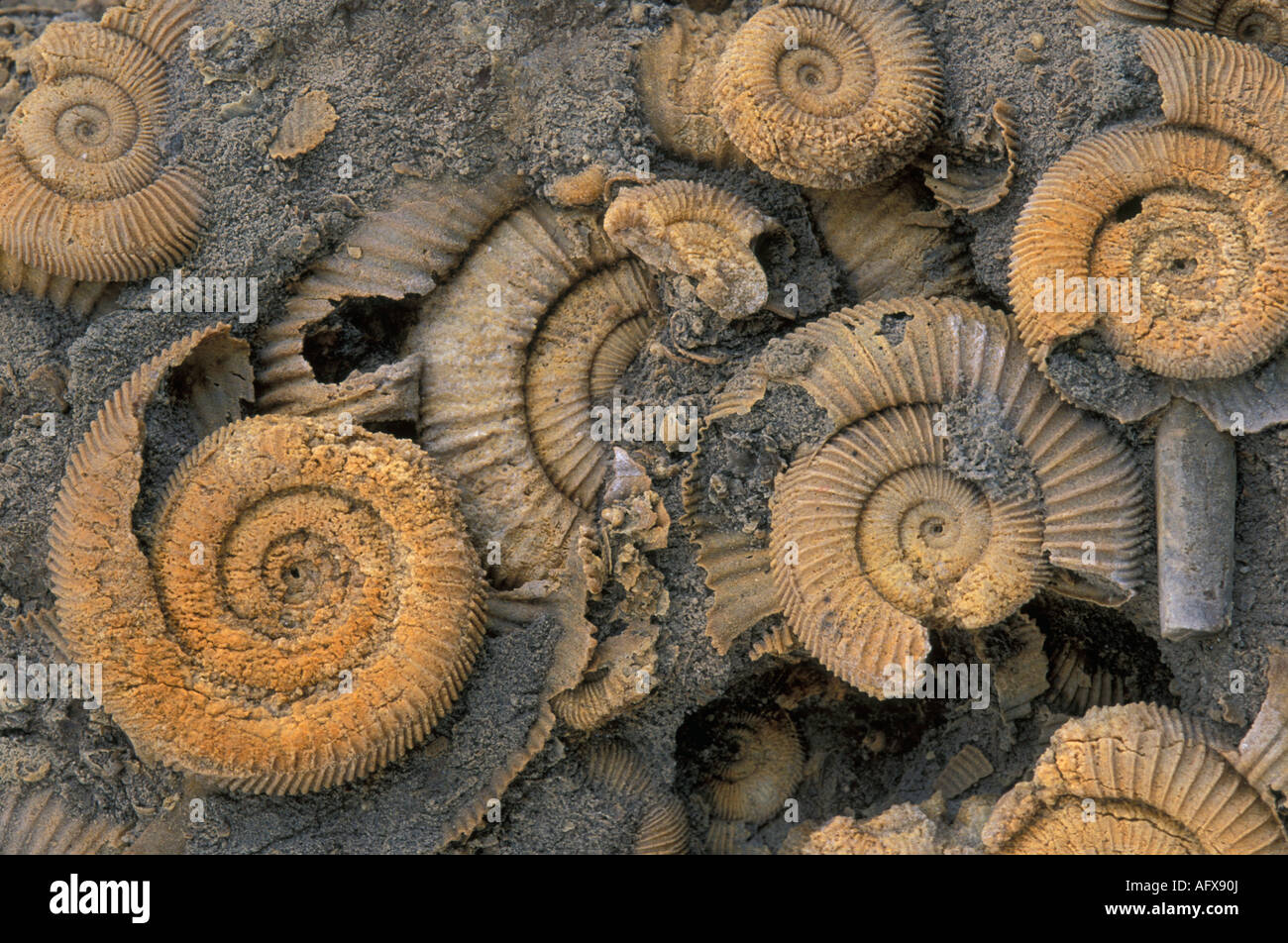 Fossiles d'Ammonites Banque D'Images