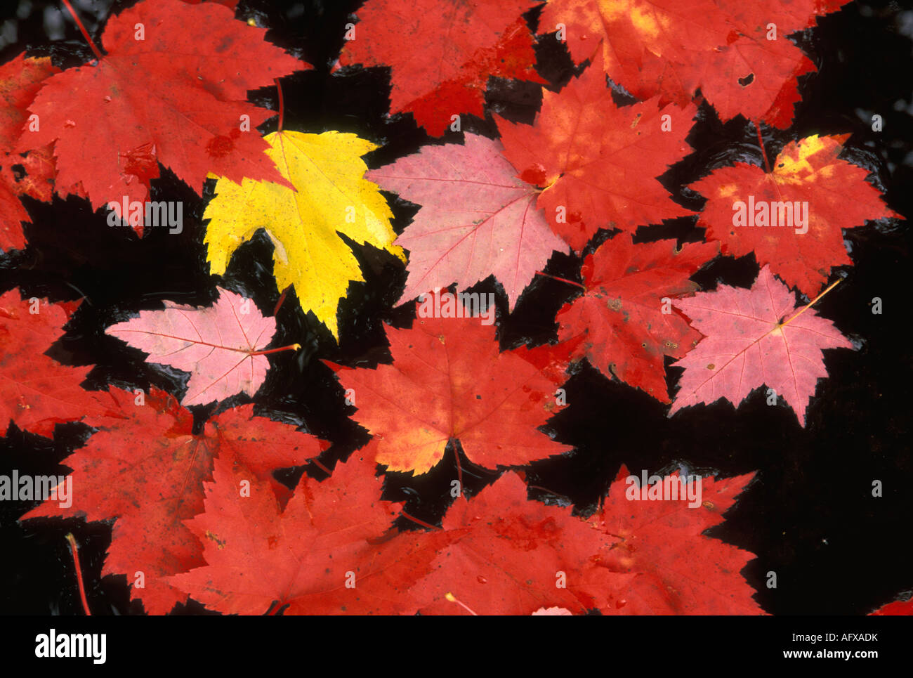 Acer rubrum érable rouge flottant sur l'étang E USA Banque D'Images