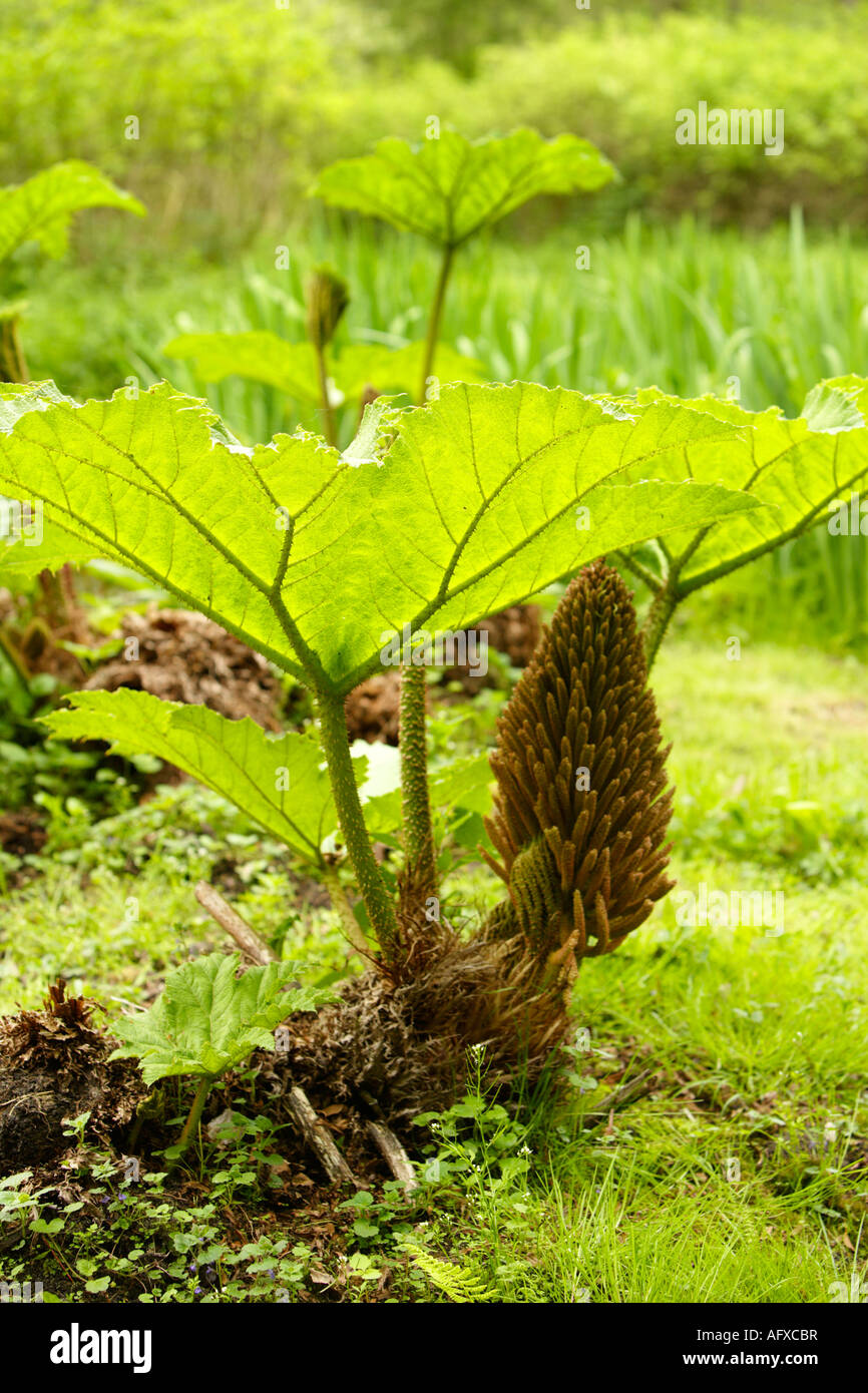 Gunnera manicata Feuilles, Fairhaven Woodland et jardin d'eau, Norfolk, UK Banque D'Images