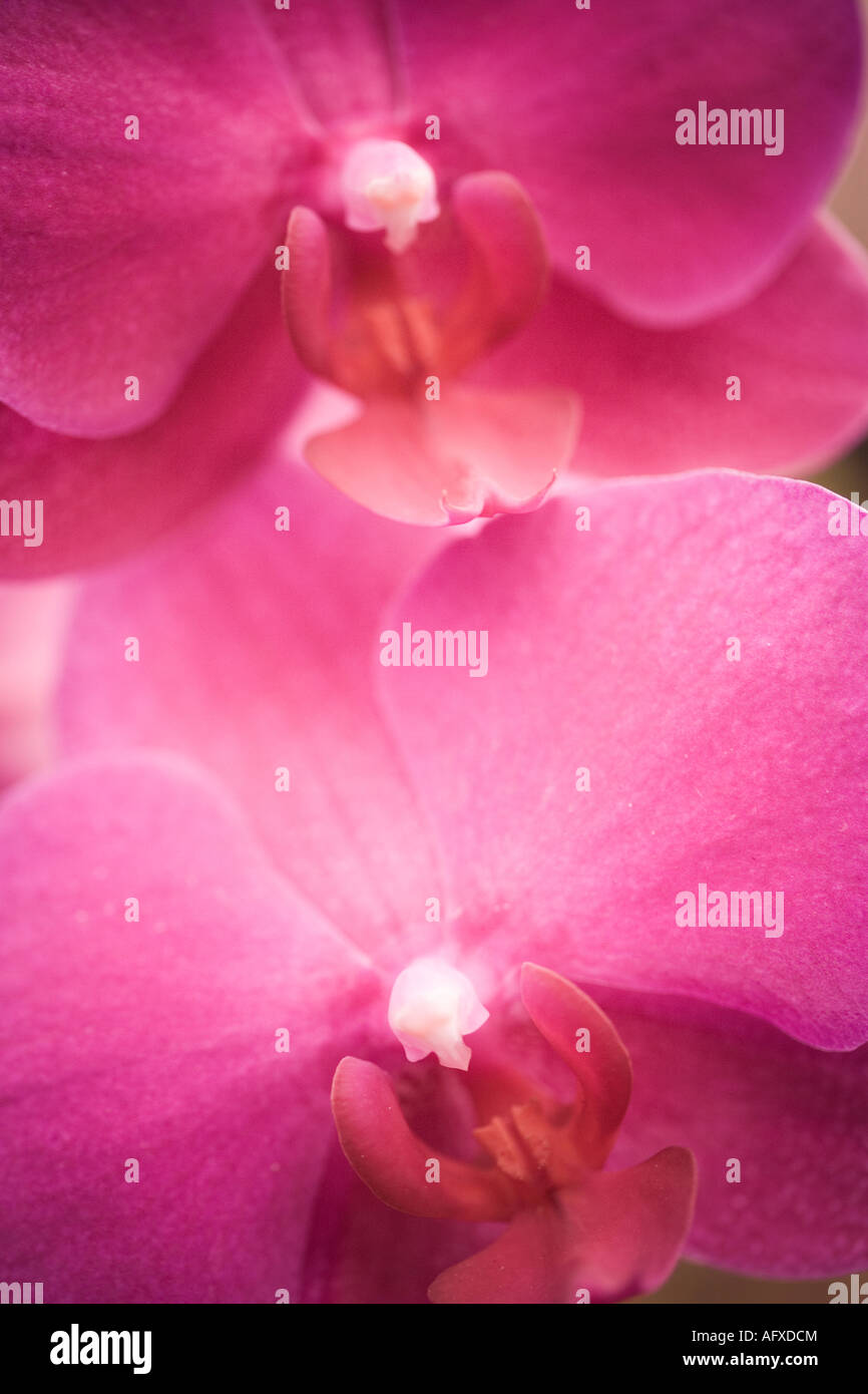 Orchidée fleur rose en détail Banque D'Images