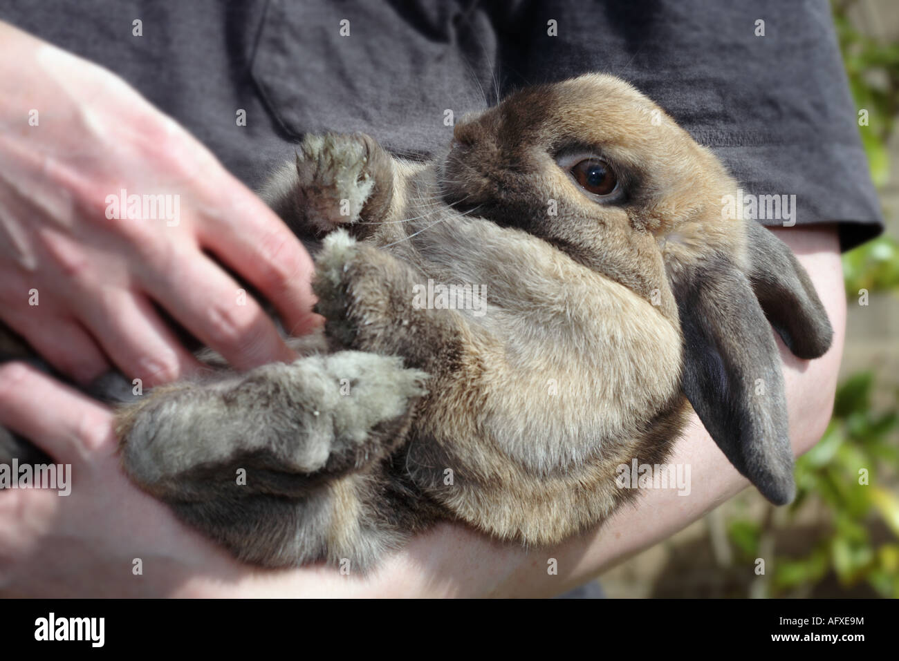 Lapin nain à oreilles Lop Banque D'Images