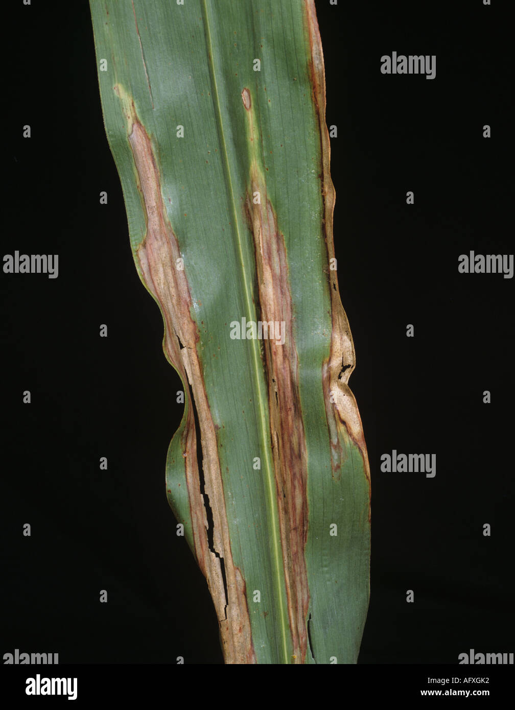 Lésion de la brûlure des feuilles du Nord (Seosphaeria turcica) sur les feuilles de sorgho cultivées Banque D'Images