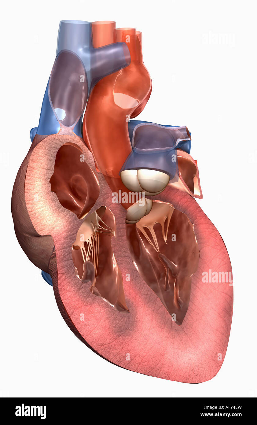 Anatomie en coupe du cœur Banque D'Images