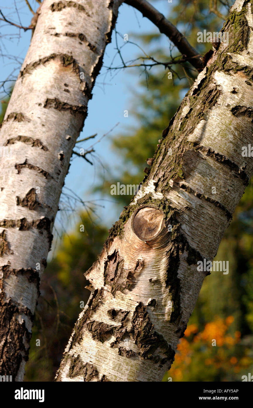 Bouleau blanc l'écorce des arbres. Banque D'Images